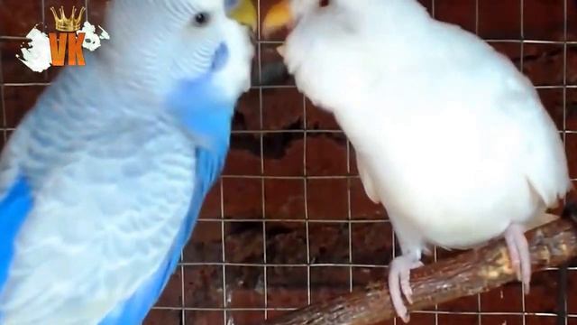 Cruce de PERIQUITOS y AGAPORNIS (inseparables) смотреть онлайн