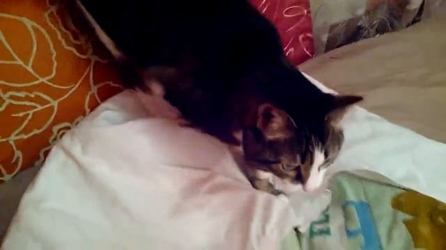 Кошка и запись мяуканья котенка | A cat is listening a little cat voice смотреть онлайн