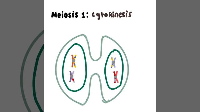 meiosis full process смотреть онлайн