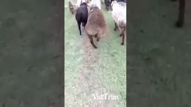 Верка Сердючка дома смотреть онлайн