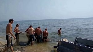 ручная драга для ловли бычка