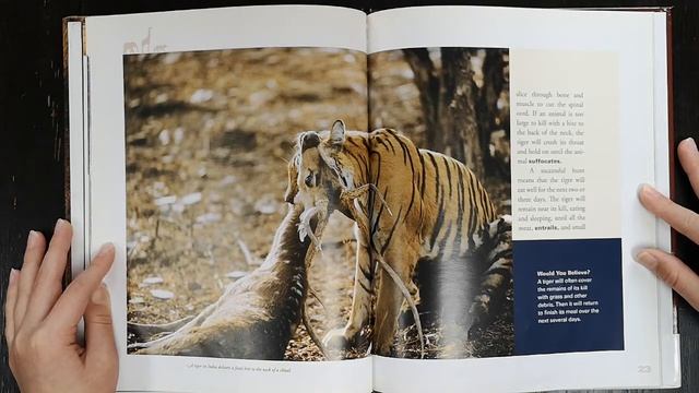 World of Mammals series: Tigers смотреть онлайн