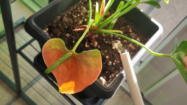 Как поливать Антуриум? Как часто Антуриум требует полив? смотреть онлайн