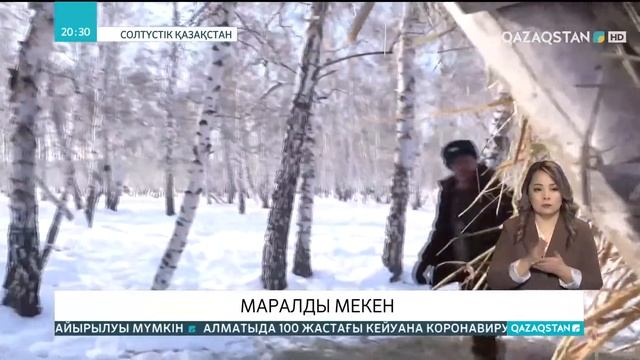 СҚО-дағы «Красный бор» жануарларды қорғау аймағында маралдардың саны көбейіп келеді смотреть онлайн