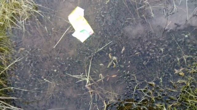 Риддер, Коноваловская платина, отпускаю карася на развод. смотреть онлайн