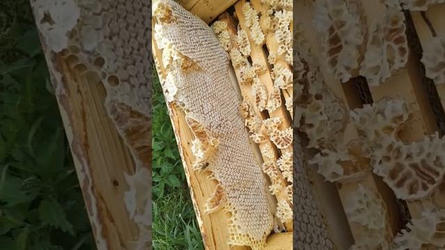 Сотовый мёд без рамки #shorts #пчеловодство #сибирь #мед #бакфаст смотреть онлайн