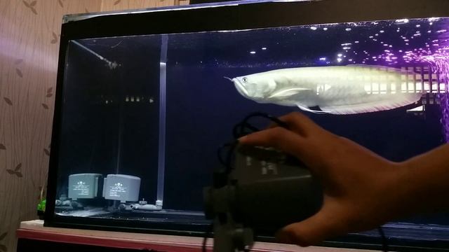 REVIEW POMPA AQUARIUM YAMANO TYPE SP-2600 - 2000 L/H смотреть онлайн