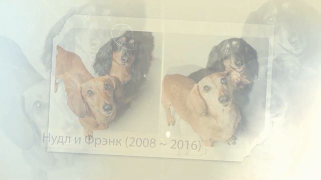 30 ТРОГАТЕЛЬНЫХ ФОТОГРАФИЙ ИЗ ПРОЕКТА «СОБАЧЬИ ГОДЫ» смотреть онлайн