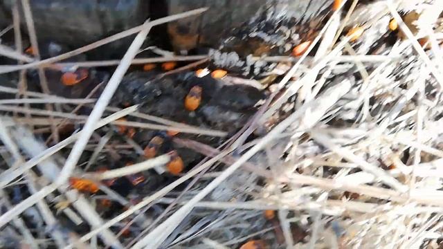 Un HUEVO de Pyrrhocoris apterus en un tronco cortado (ver descripción) смотреть онлайн