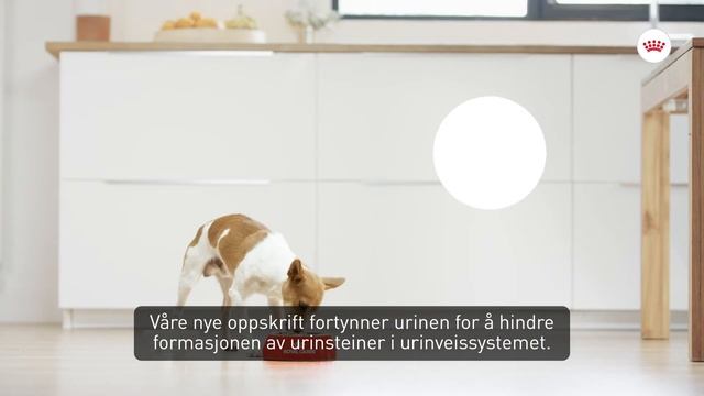 Royal Canin Canine Care Nutrition URINARY CARE смотреть онлайн