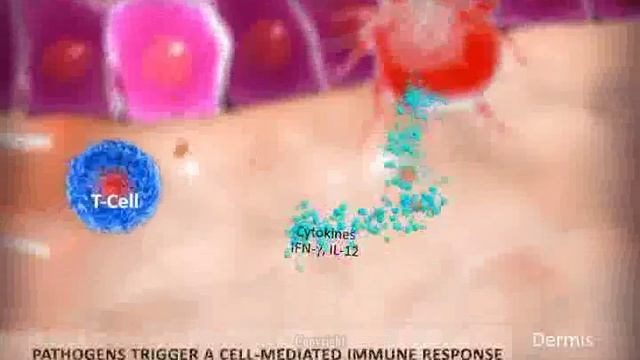 Probiotic Skin Renewal Technology: Mechanism of Action смотреть онлайн