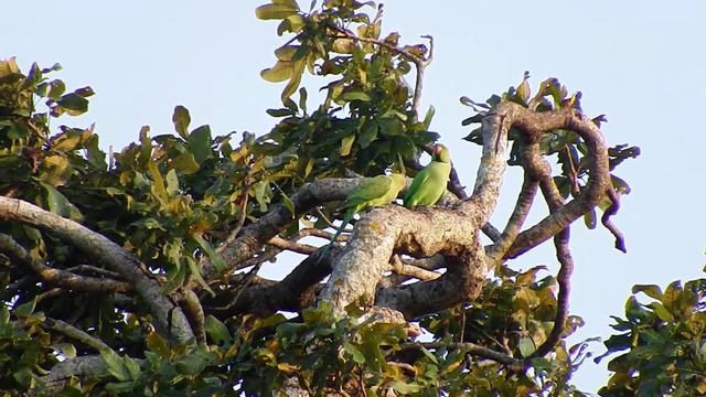 Rose-ringed Parakeet (Psittacula krameri) смотреть онлайн