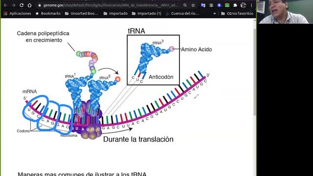 CLASE DE INTRODUCCION A LA BIOQUIMICA 13082020 PARTE 1 смотреть онлайн