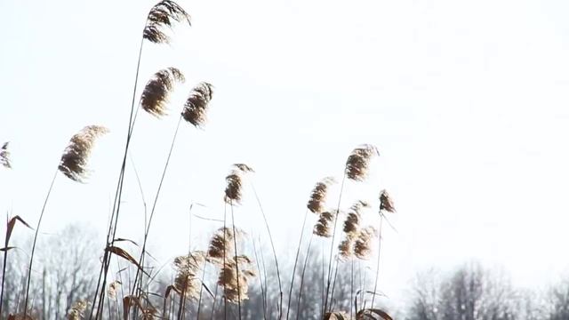 Видеонастроение 07–17.03.16 смотреть онлайн