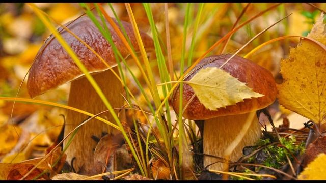 С Днём Учителя! смотреть онлайн