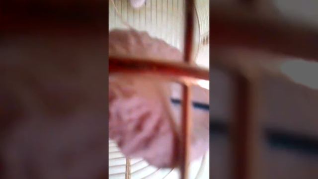 Как нужно ухаживать за попугаями смотреть онлайн