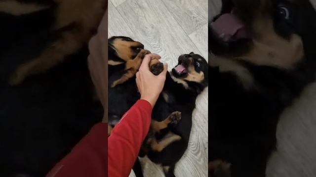 щенки ротвейлера 1 месяц играют rottweiler puppies 1 month смотреть онлайн
