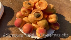 Абрикосы 2024