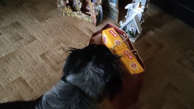 🐕 HLÍDÁ DÁRKY A VRTÍ CHVOSTEM - собака охраняет подарки и виляет хвостом 🎄🎁 2021 смотреть онлайн