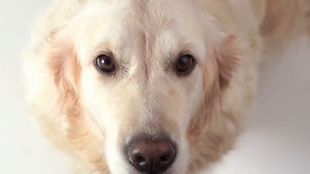 Why Do DOGS Have WHISKERS? смотреть онлайн