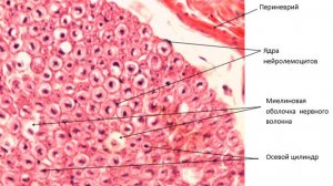 Сазонов С.В. 9. Нерв