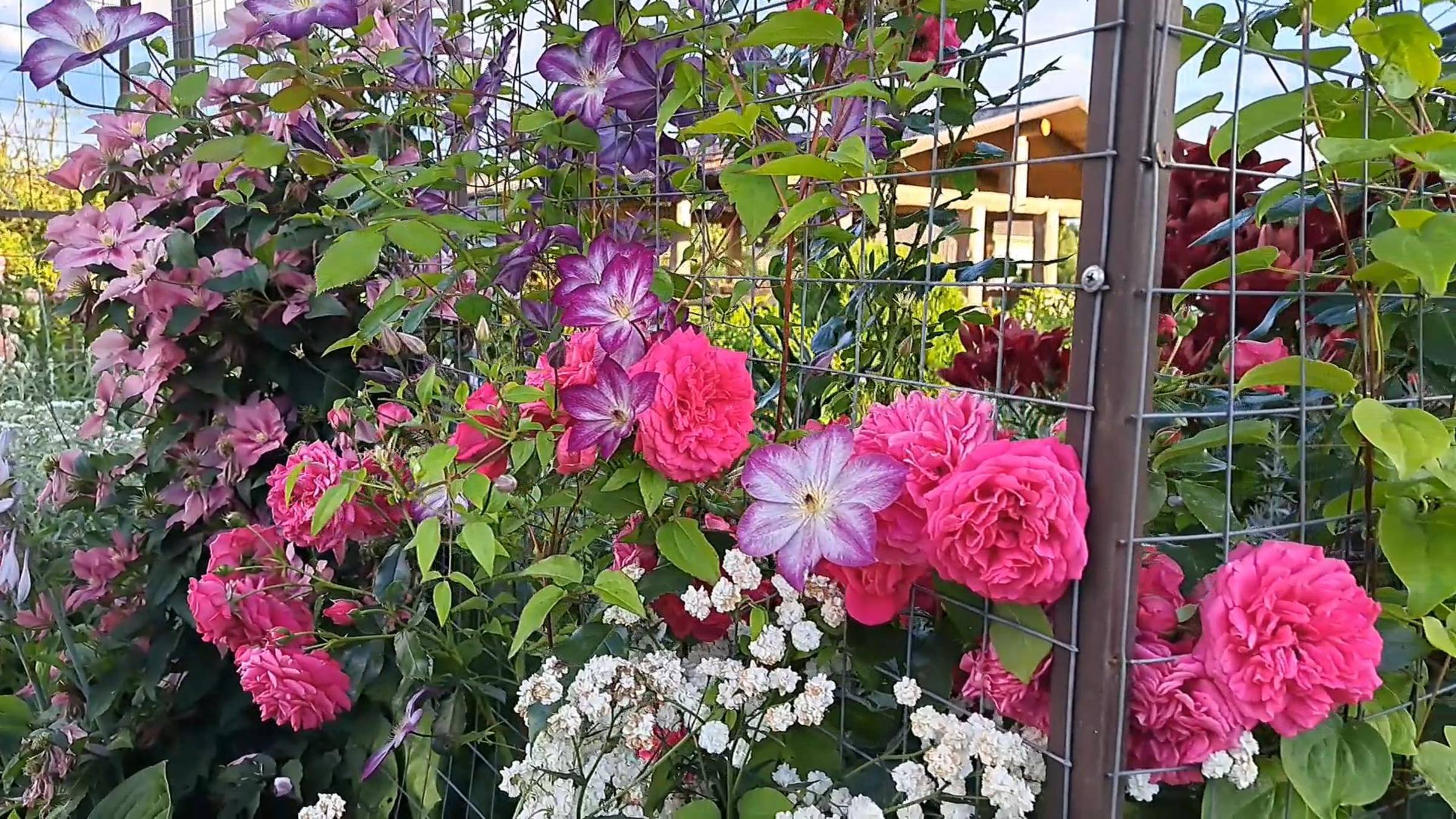 Клематисы в моем саду с названиями. Северо-Запад.