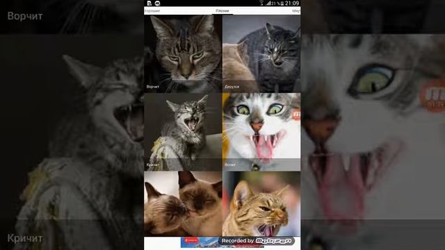 Звуки котов