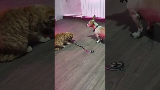игры со змеёй #кошка #собака