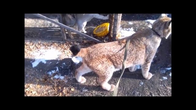 РЫСЬ ЛАЯТЬ НЕ УМЕЕТ. Комментарии необходимы. смотреть онлайн