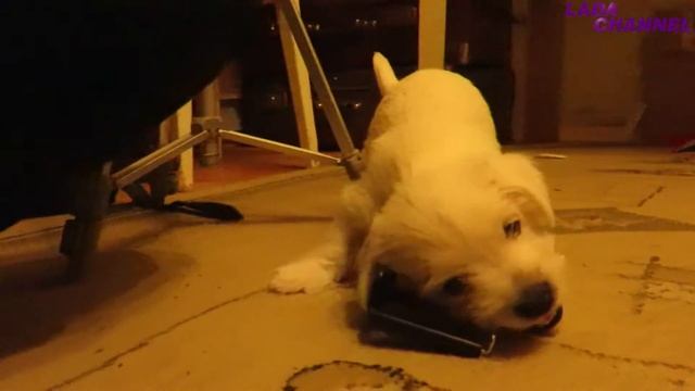 Первые минуты щенка в нашем доме смотреть онлайн