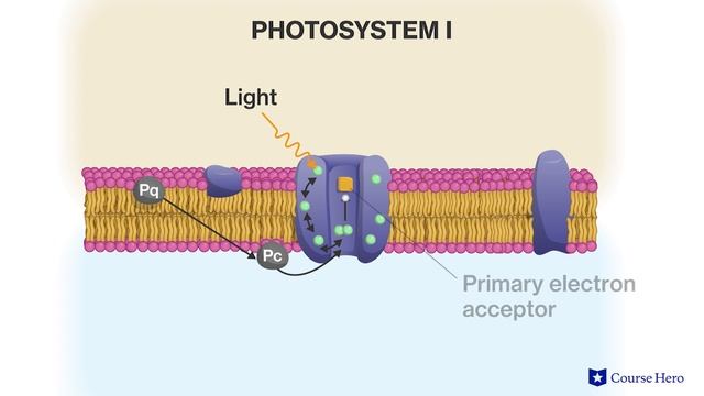 Steps of Photosynthesis | Biology смотреть онлайн
