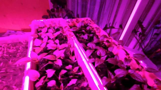 Не переживай, твой перец 🌶🫑 тебя дождётся 🥰