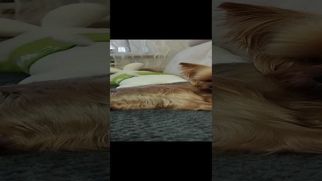 а Рокки залетит смотреть онлайн