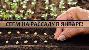 Что Посеять на Рассаду в Январе?