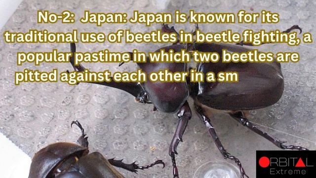 170. Top 3 Beetle Oriented Country смотреть онлайн