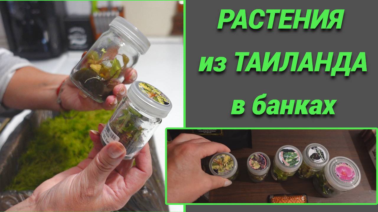 Привезла растения из Таиланда в банках. Получила посылку с Авито. смотреть онлайн