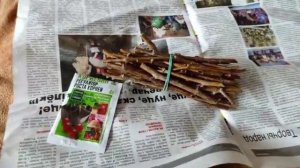 Простой и быстрый способ размножение ремонтантной малины. Как быстро размножить малину. #малина