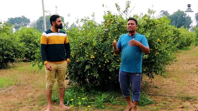 हर साल ऐसे कमाते 14 लाख । कागजी नींबू की खेती ।nimbu ki kheti । India farming management смотреть онлайн