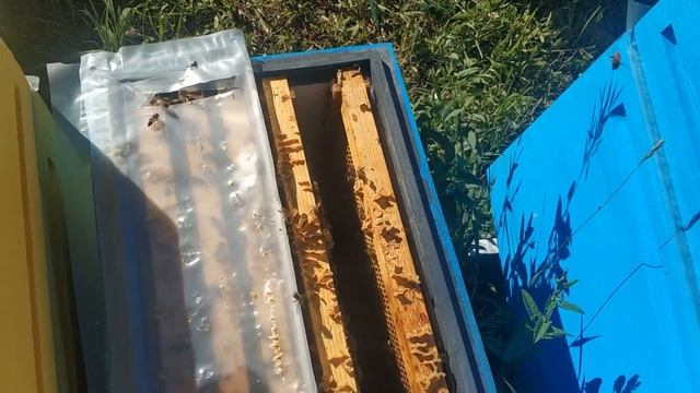 Отводок на 3 рамки для облёта маточки Бакфаст и зимовки смотреть онлайн