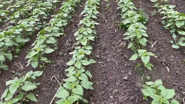 Друга хвиля сходів сої, огляд соняшника, підживлення Zn кукурудзи ,робота гербіцидів смотреть онлайн