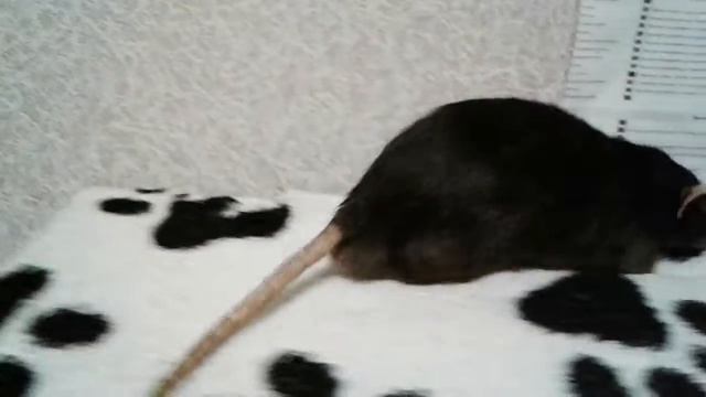 Черный - 05.02.19г. (1)