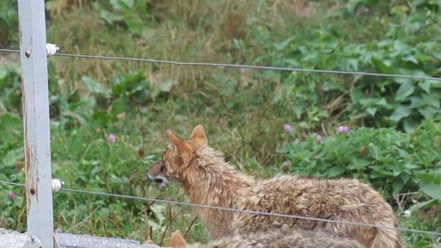Тебердинский заповедник, смотреть онлайн
