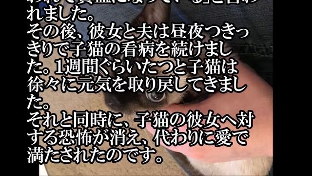 衰弱していた子猫。最初は威嚇していたが保護しているうちに。。。 【感動する話】【涙腺崩壊】 相互登録 смотреть онлайн