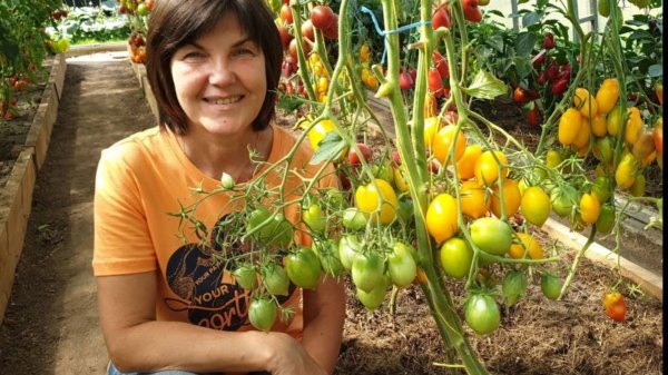 #13 Выбираем томаты для банки! Наша красивая коллекция томатов для любой консервации. 18.08.2024