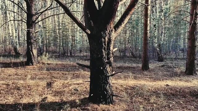 Таинственный лес. Хакасия, Очурский Бор смотреть онлайн