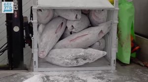 Так обрабатывают тунец в Южной Корее