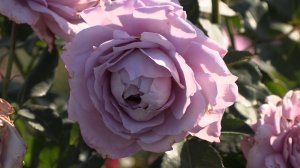 1-я весенняя обработка роз Питомник Роз Полины Козловой rozarium.biz