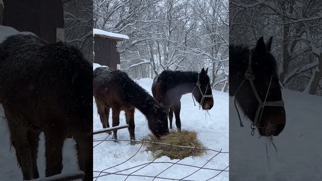 Жылқы шамадан тыс арықтаса не болады арық жылқы жылқыны емдеу мал базар бөген деген не смотреть онлайн
