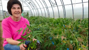 #7 Уход за томатами. Пасынкование, подвязка, полив, подкормки. Убирать ли развилки ствола? 22.05.24