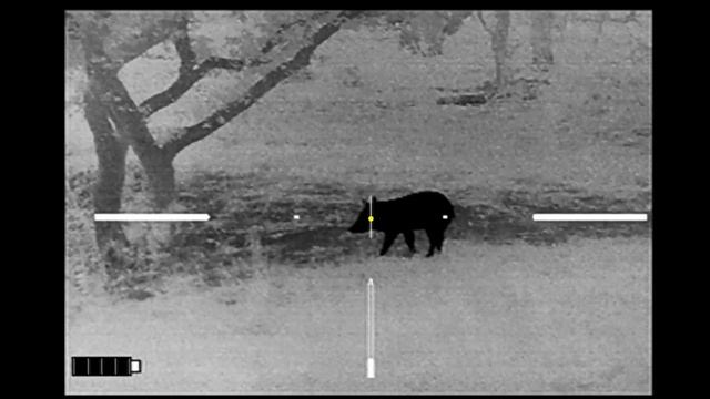 80 lb Eater Boar Harvested For Neighbor - Thermal Hunt смотреть онлайн